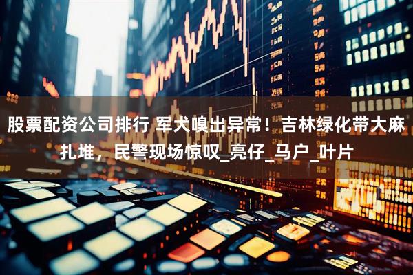 股票配资公司排行 军犬嗅出异常！吉林绿化带大麻扎堆，民警现场惊叹_亮仔_马户_叶片